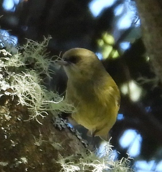 smalnebbamakihi - ML646384985