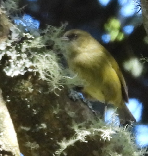 smalnebbamakihi - ML646384986