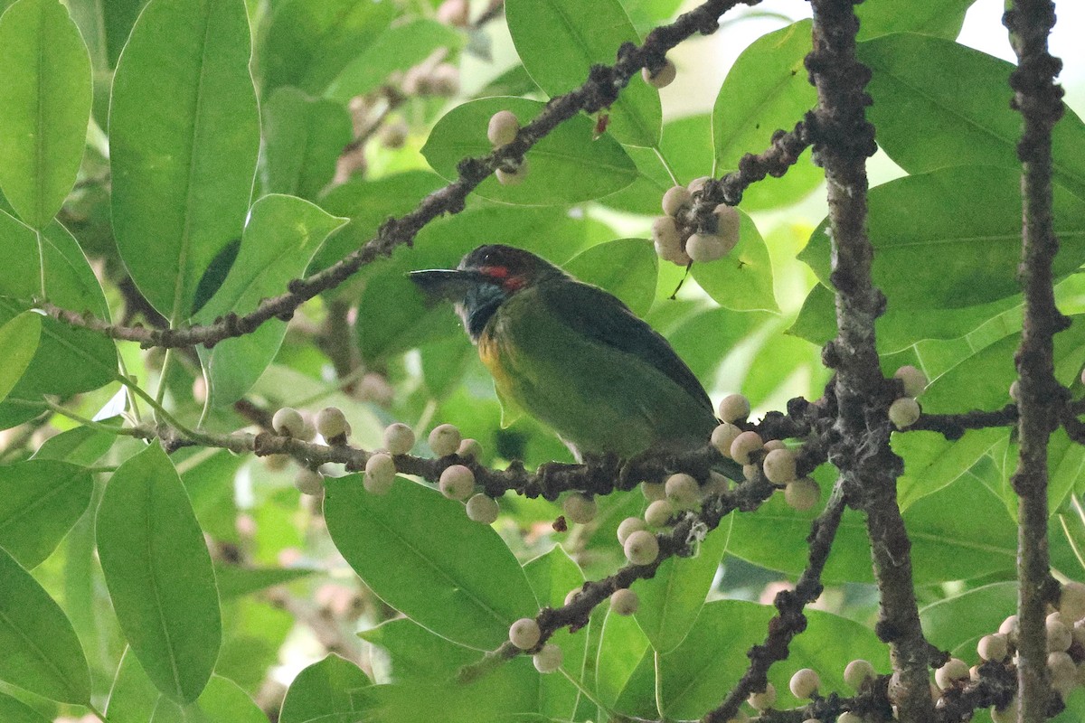 svartøreskjeggfugl - ML646384987