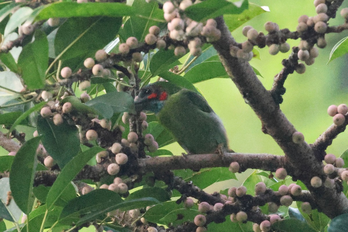 svartøreskjeggfugl - ML646384988