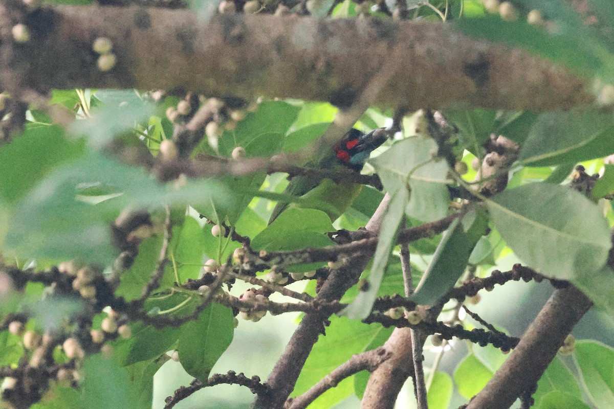 svartøreskjeggfugl - ML646384989