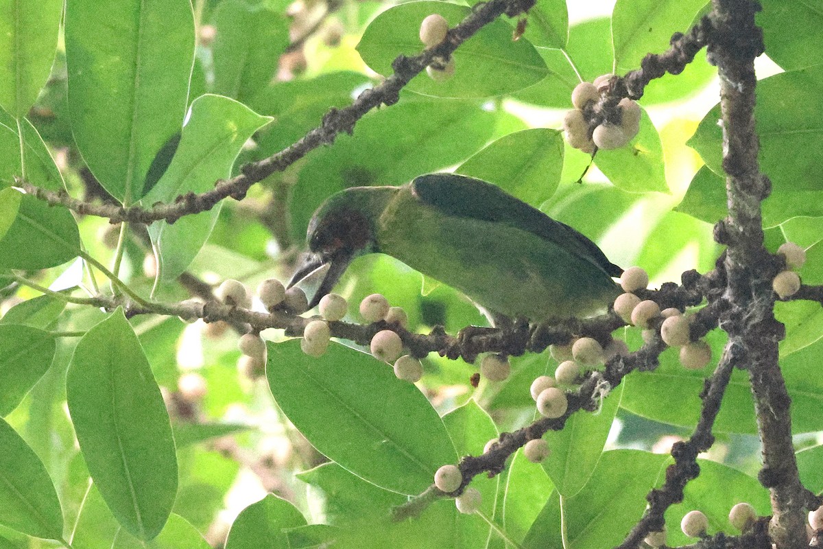 svartøreskjeggfugl - ML646384990