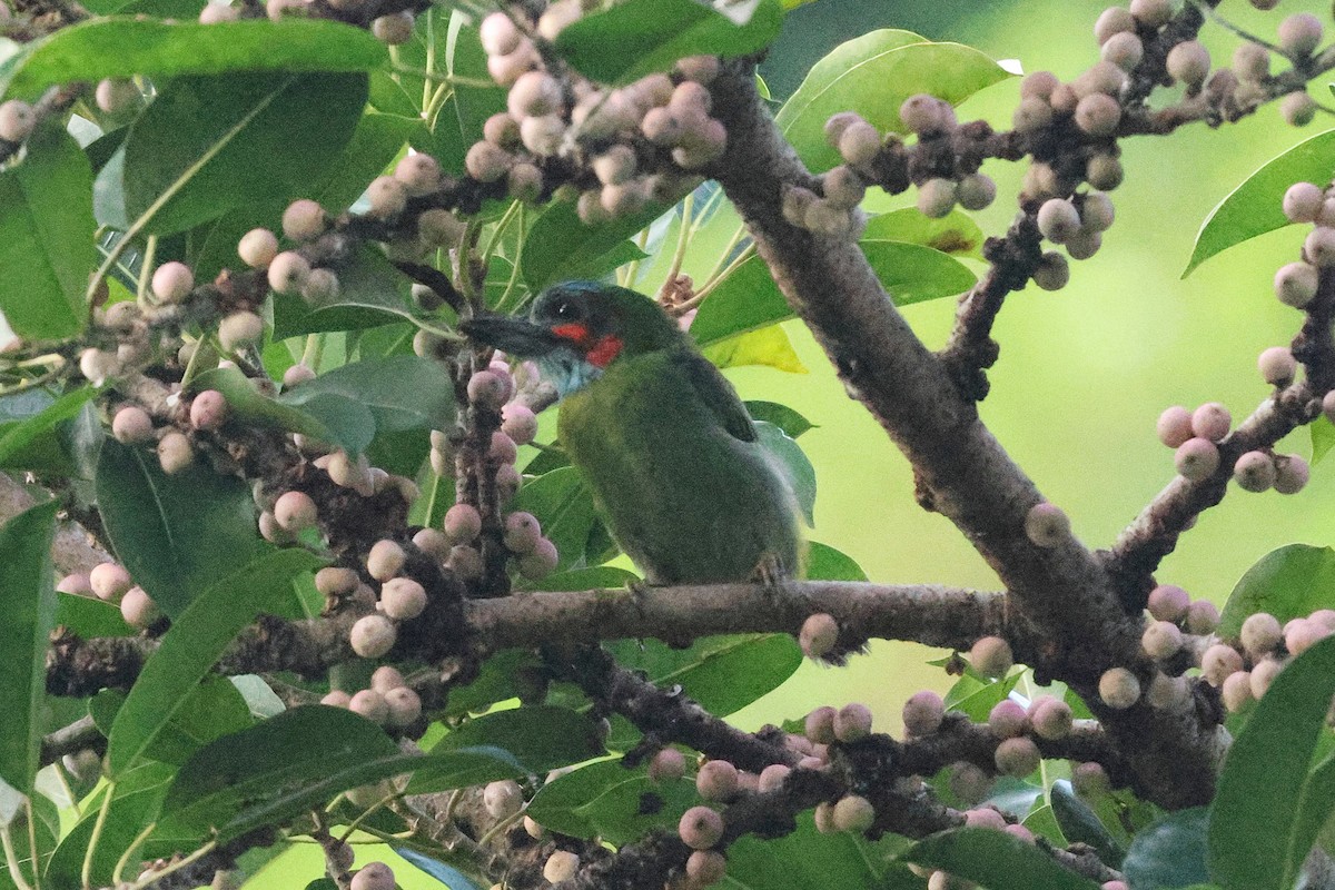 svartøreskjeggfugl - ML646384991