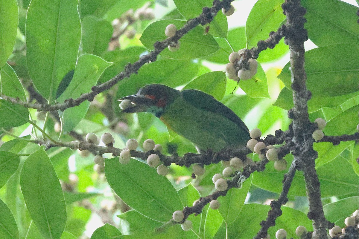 svartøreskjeggfugl - ML646384992