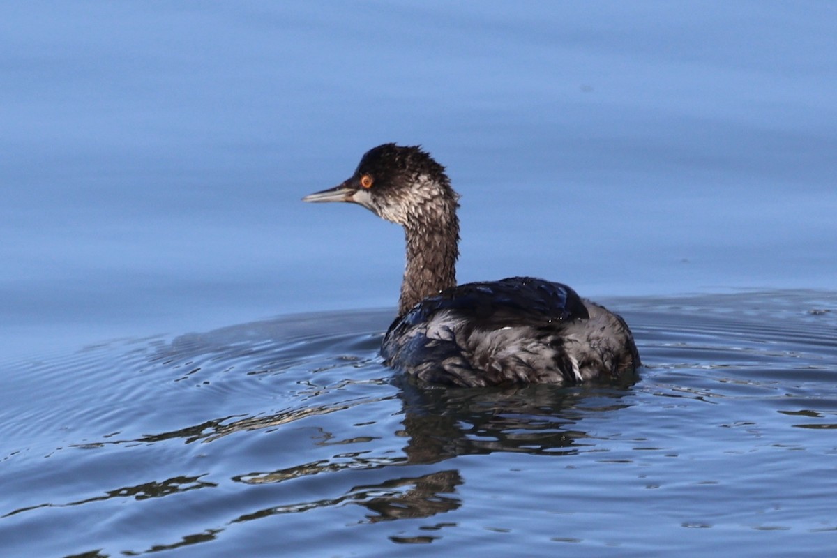 svarthalsdykker - ML646384993