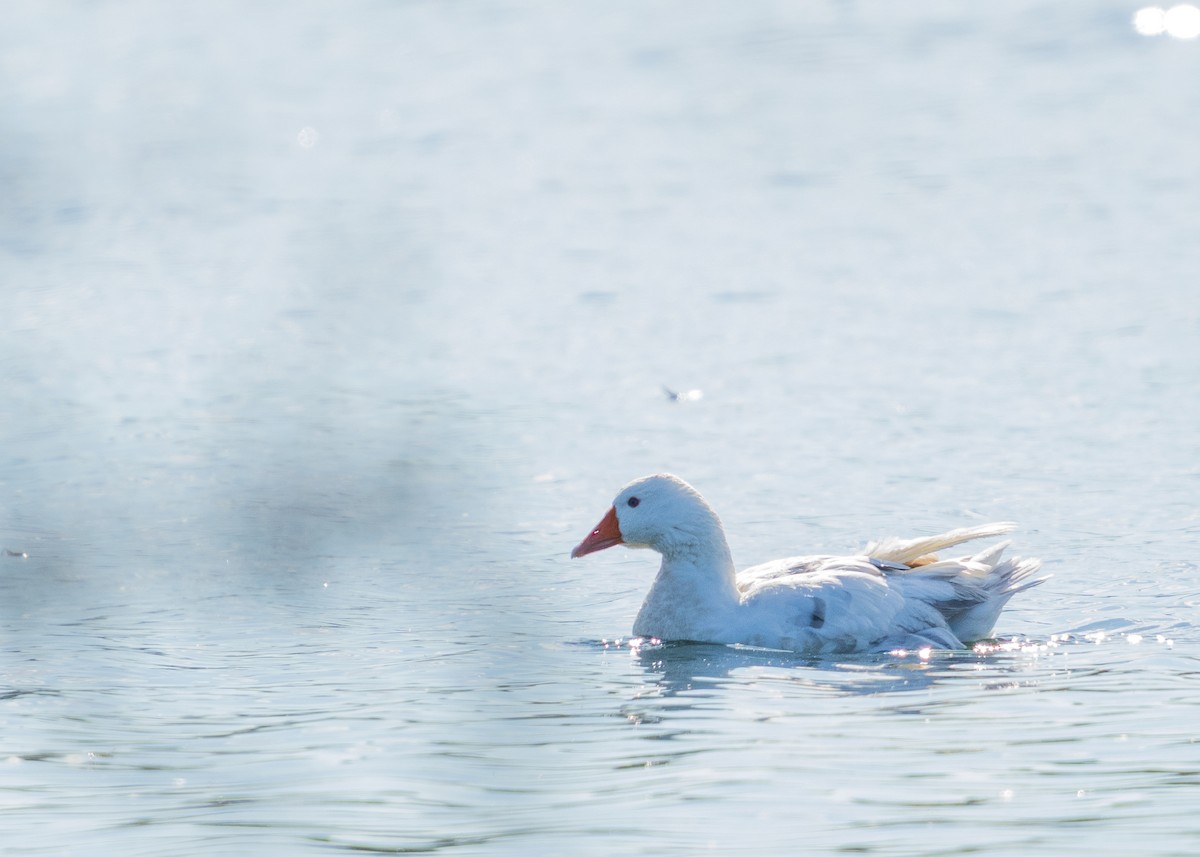 grågås - ML646384994