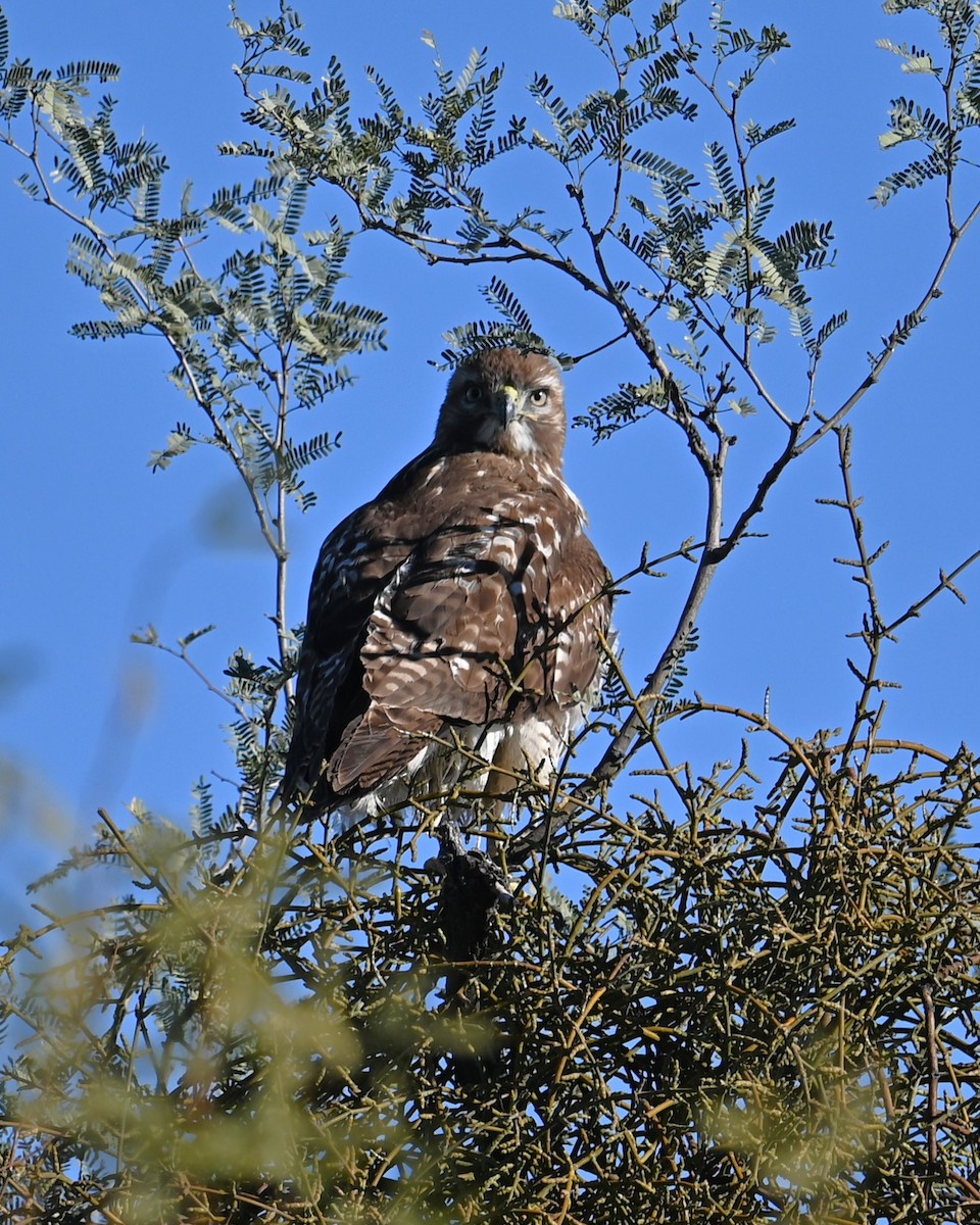 Red-tailed Hawk - ML646384995