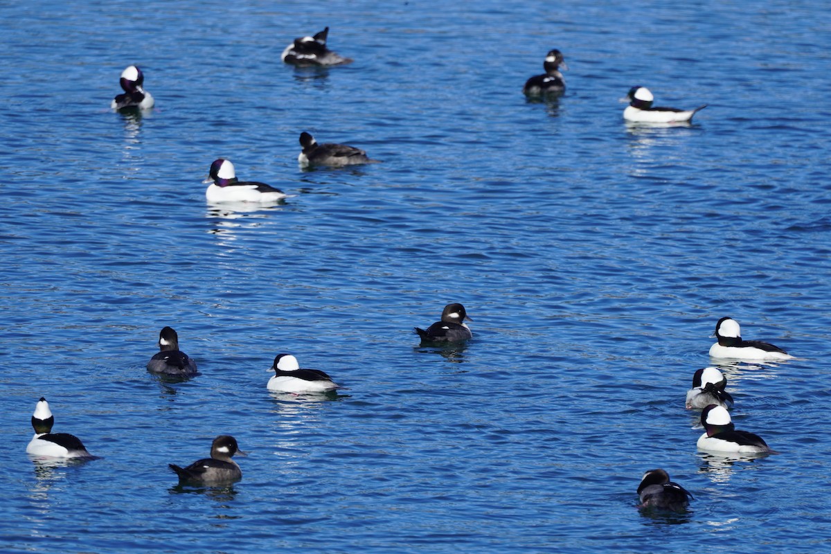 Bufflehead - ML646385002