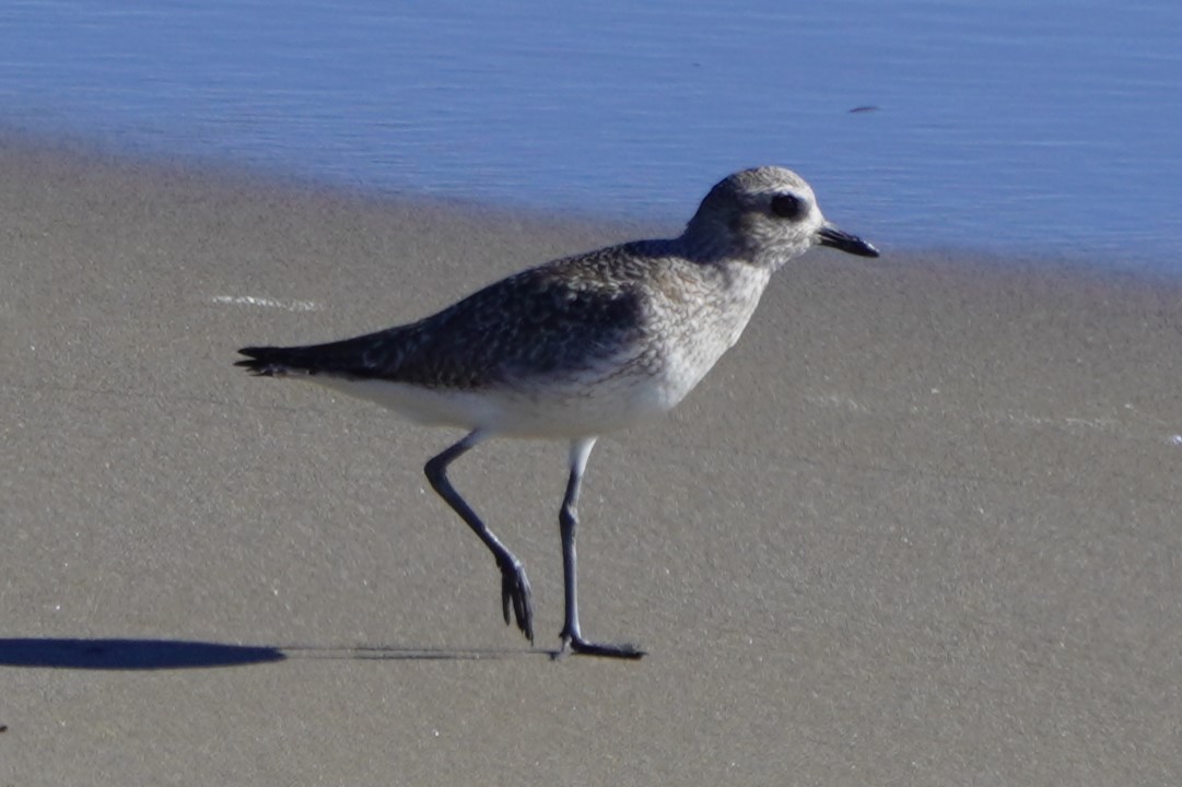 Pivieressa - ML646385005