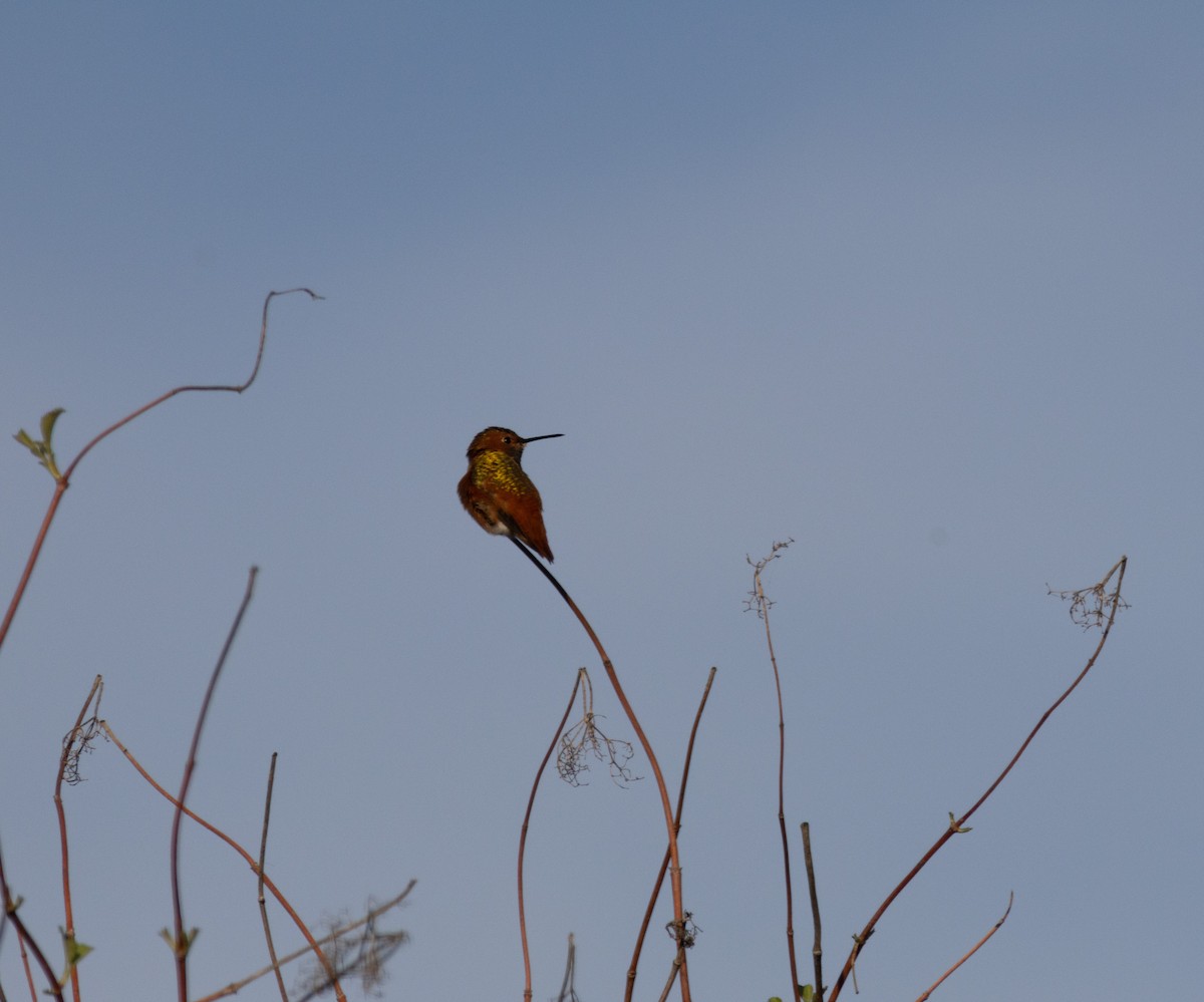 Allen's Hummingbird - ML646385006