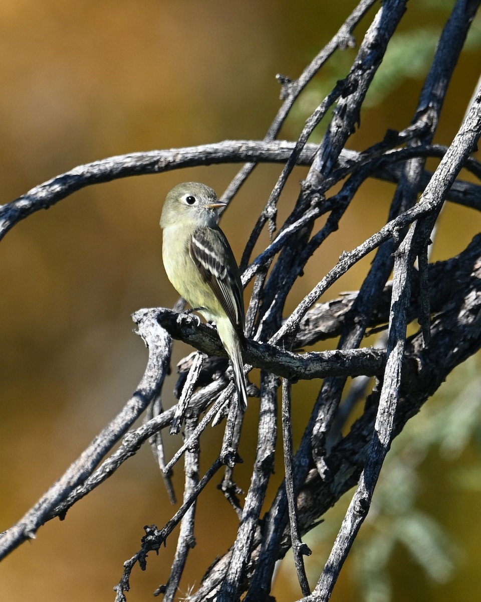 Moucherolle de Hammond - ML646385007