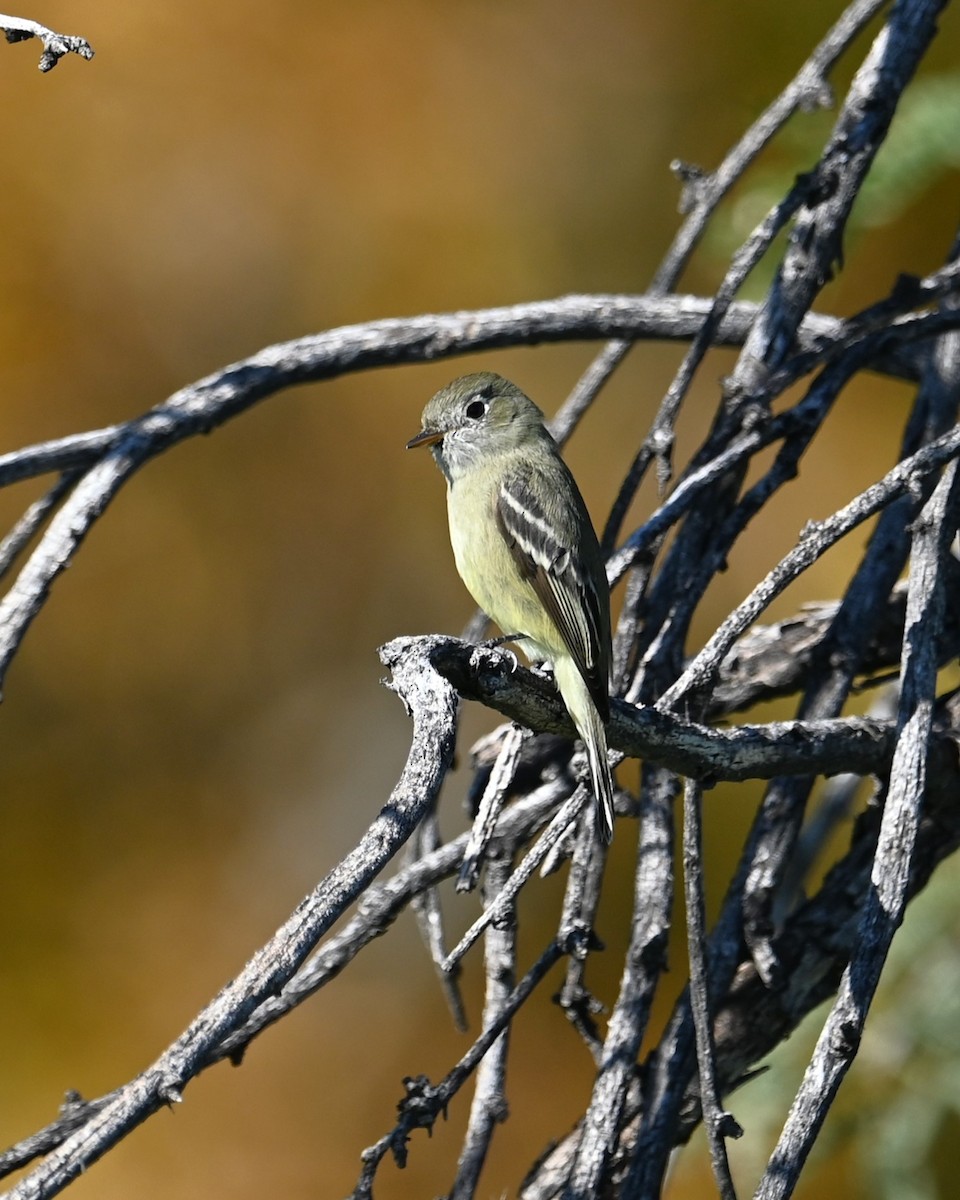 Moucherolle de Hammond - ML646385008