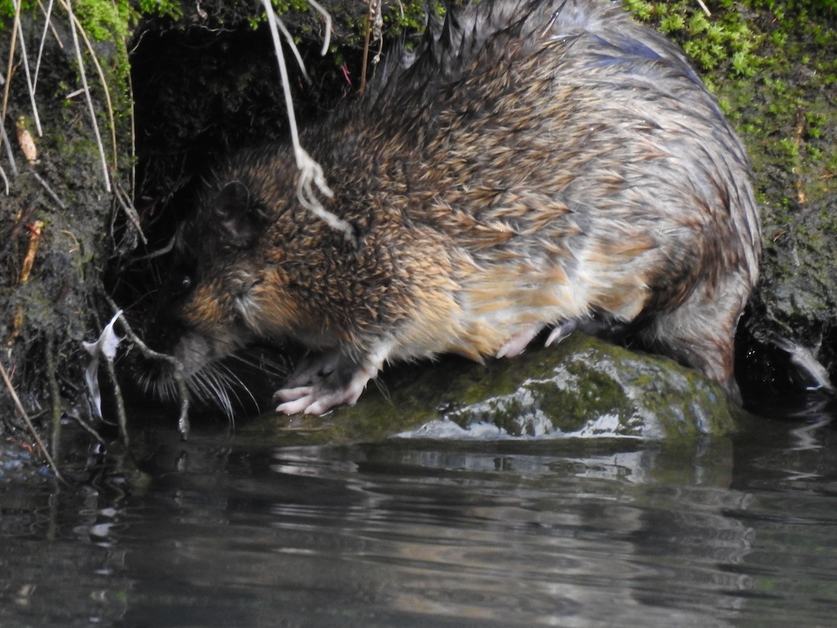 Rakali - ML646385010