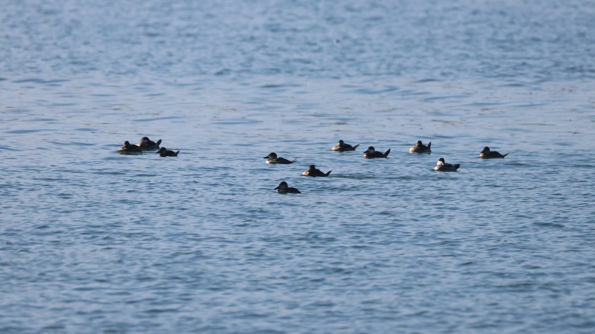 Ruddy Duck - ML646385011