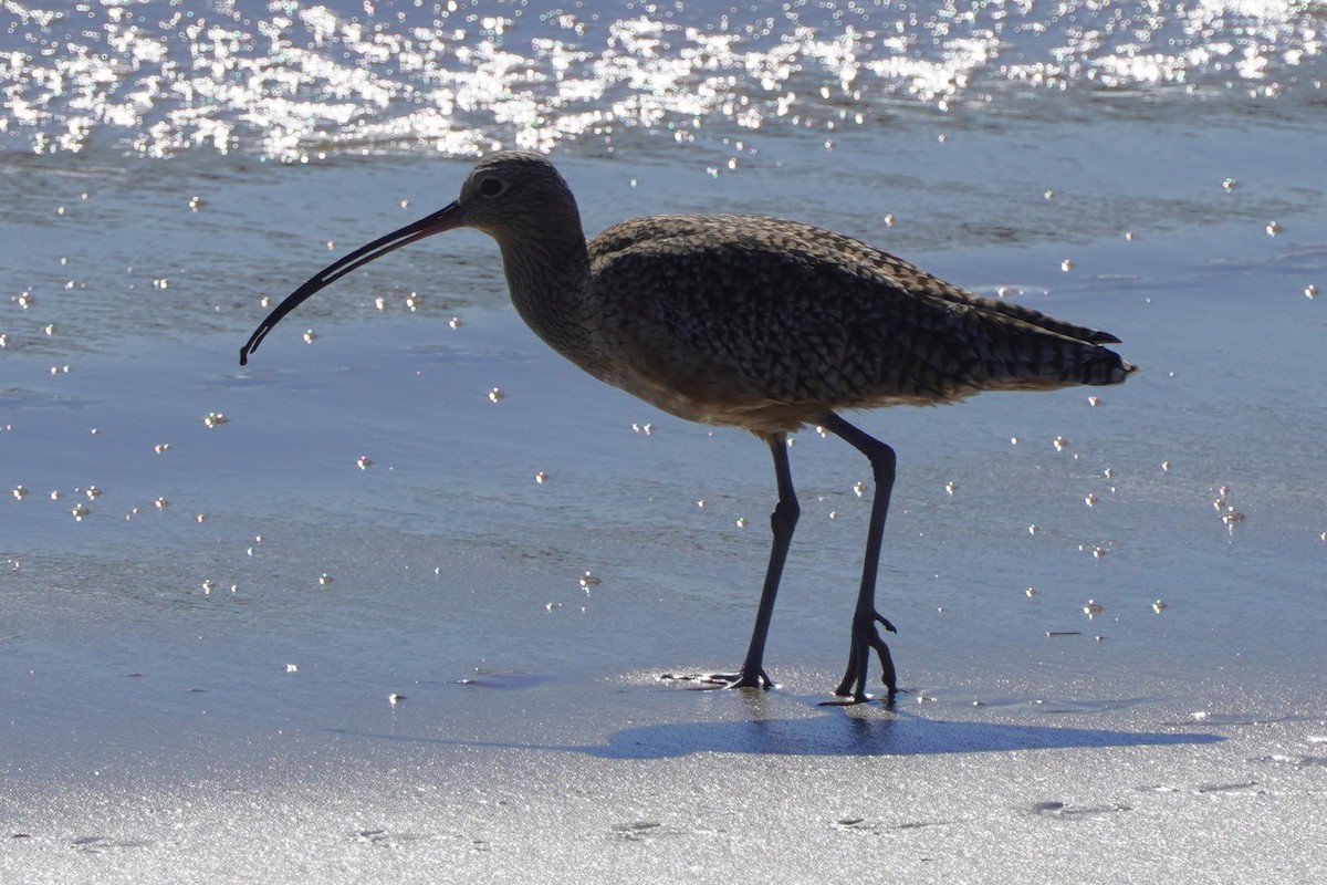 Long-billed Curlew - ML646385012