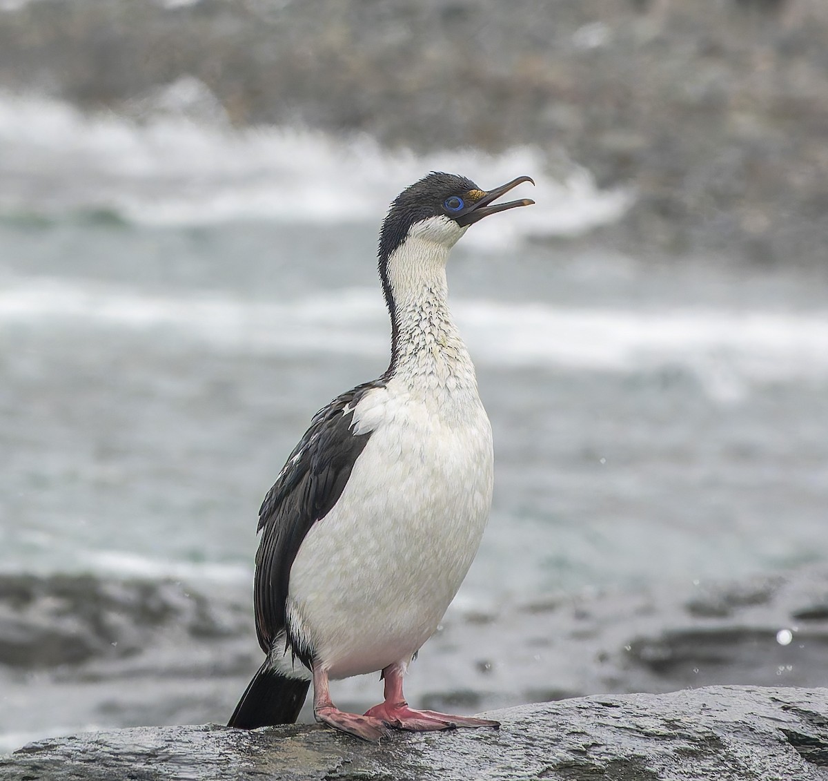 Imperial Cormorant - ML646385014