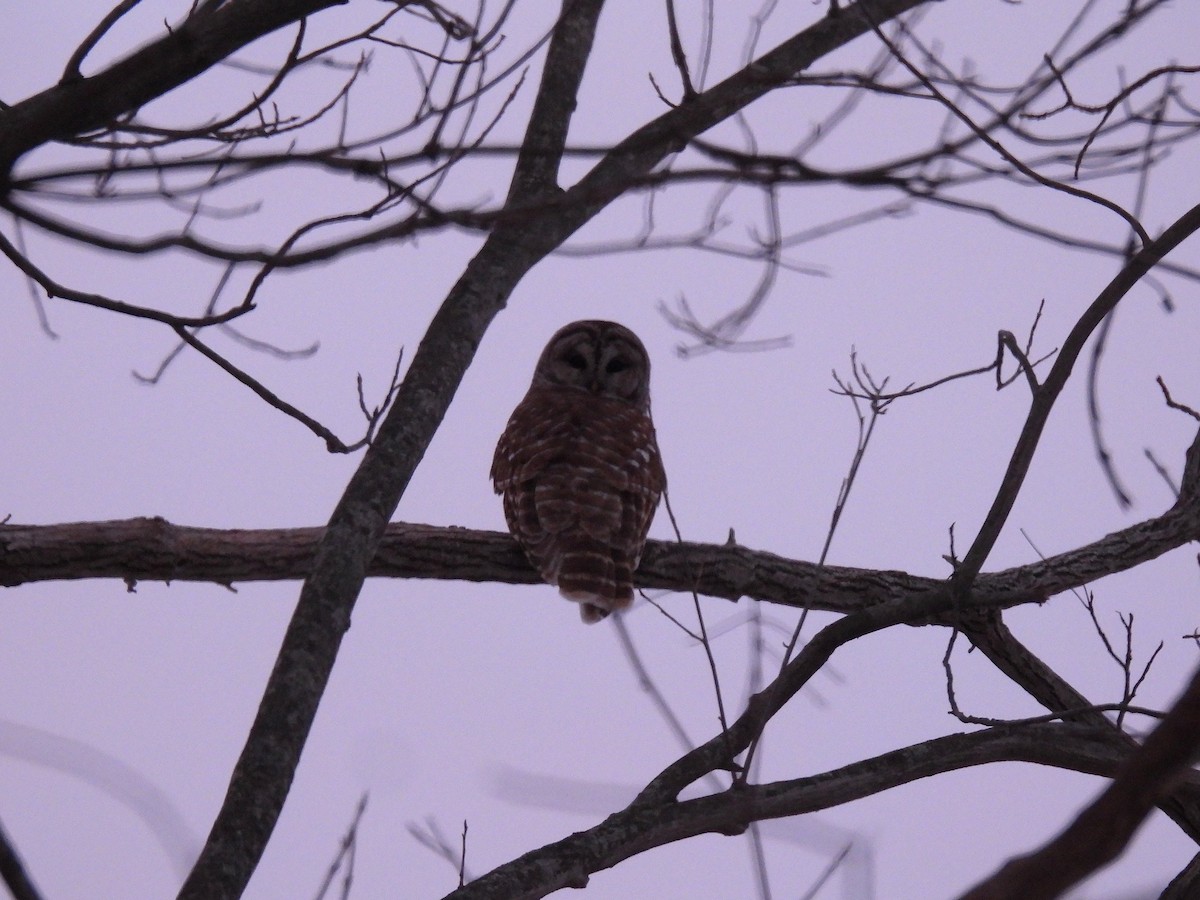 Сова неоарктична - ML646385018