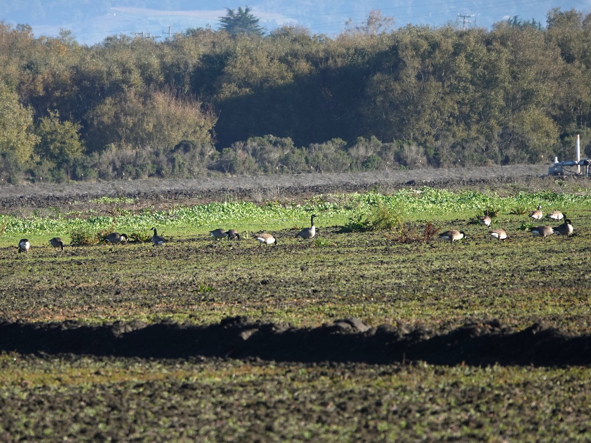 Canada Goose - ML646385020
