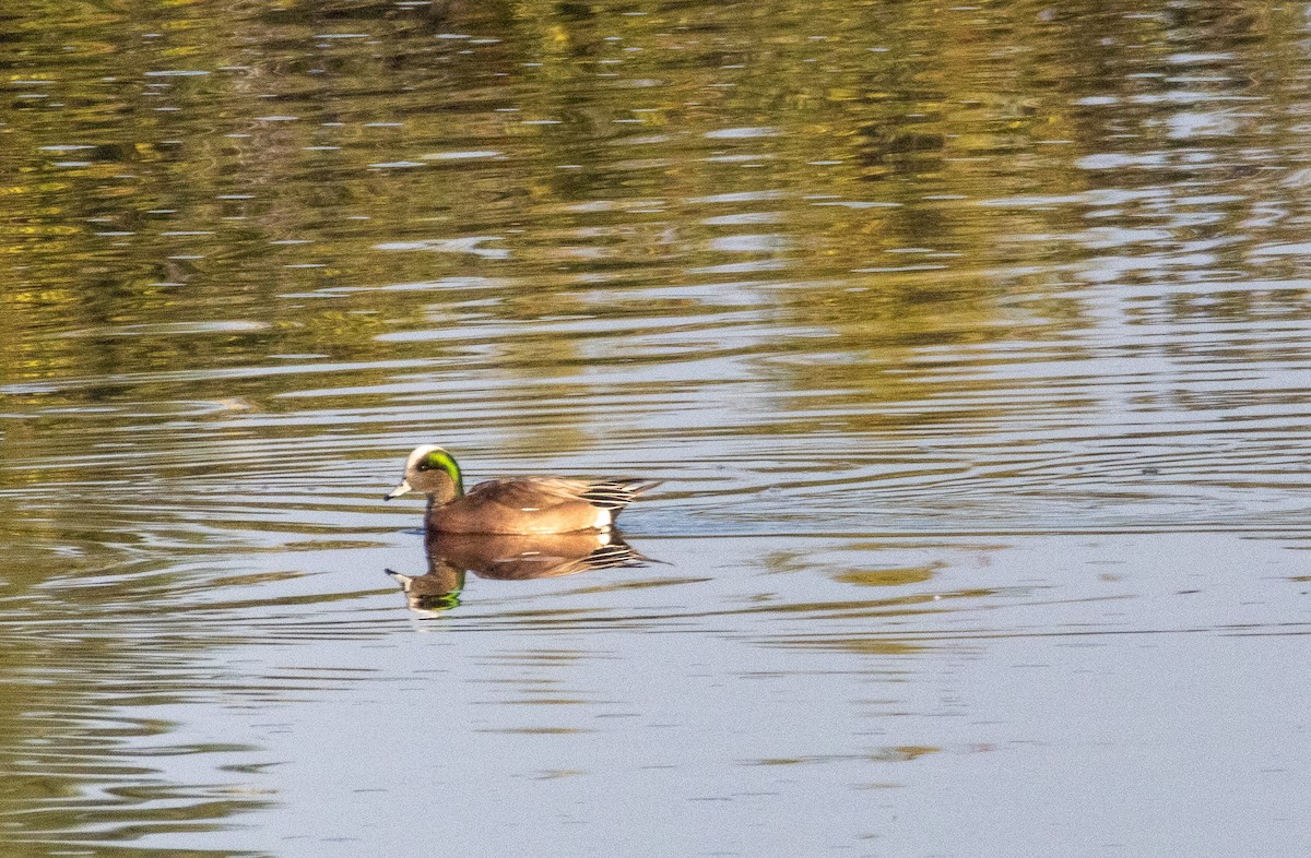 American Wigeon - ML646385021