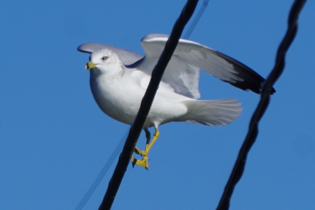 Gavina americana - ML646385022