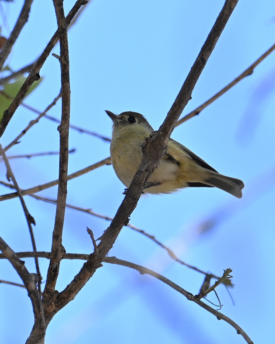 Hutton's Vireo - ML646385023