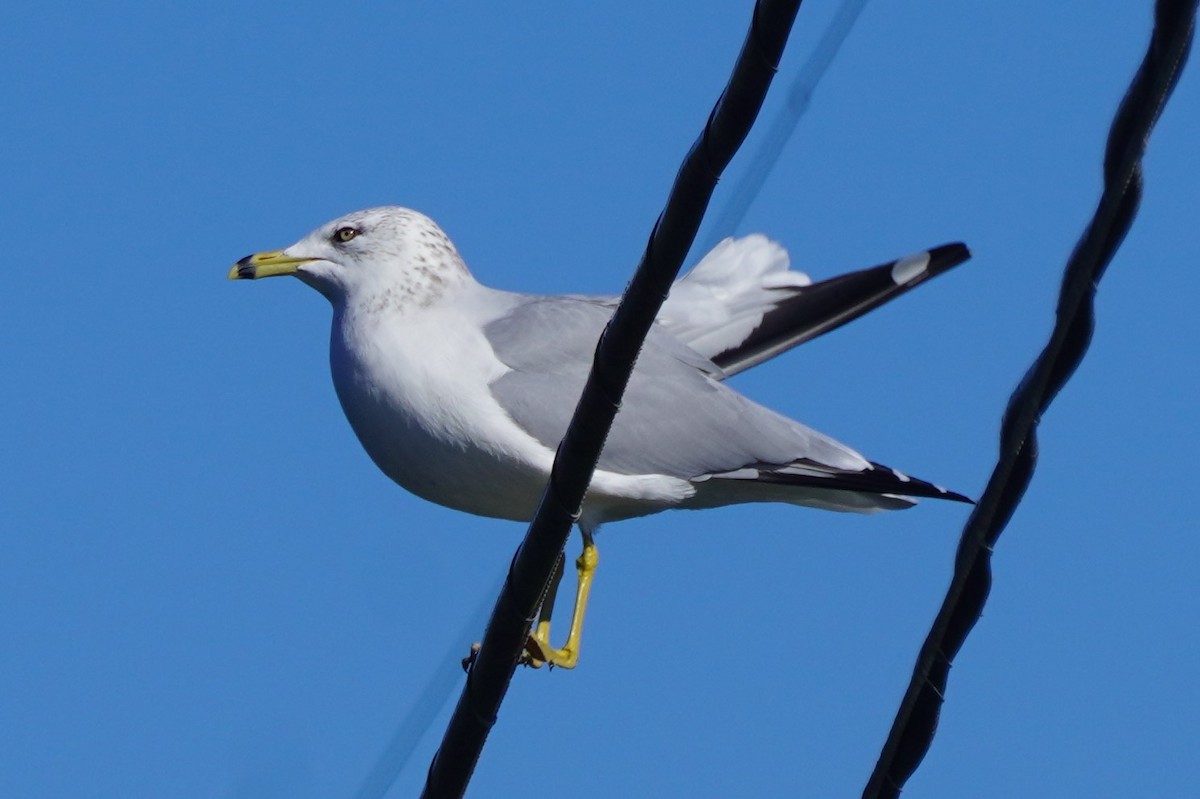 Gavina americana - ML646385025