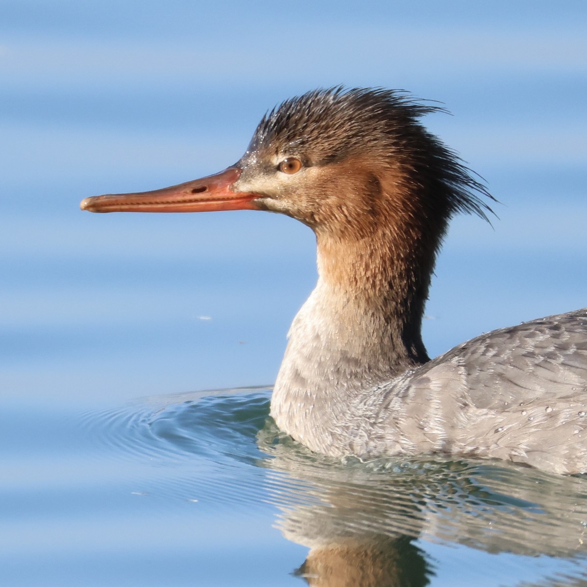 Red-breasted Merganser - ML646385026