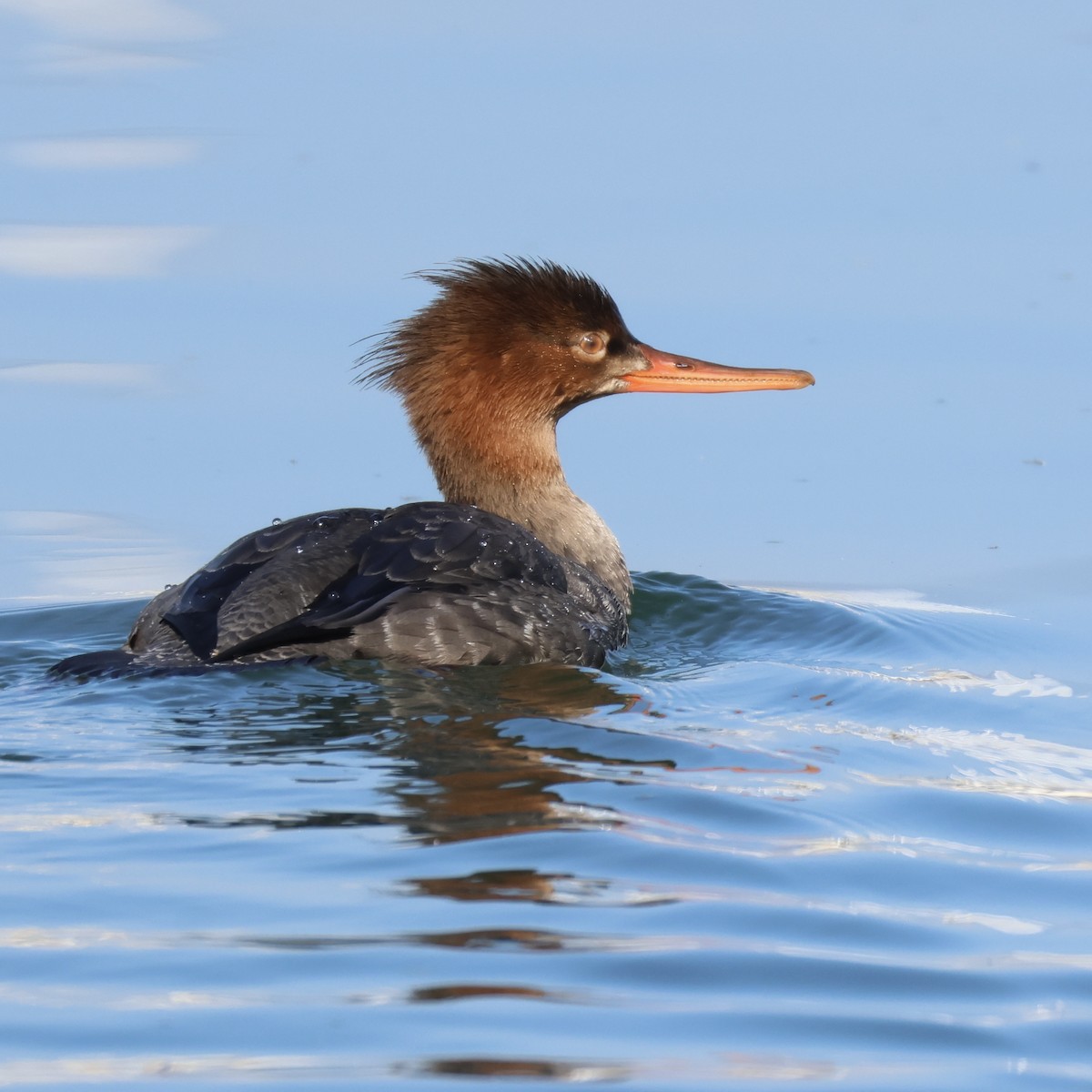 Длинноносый крохаль - ML646385027