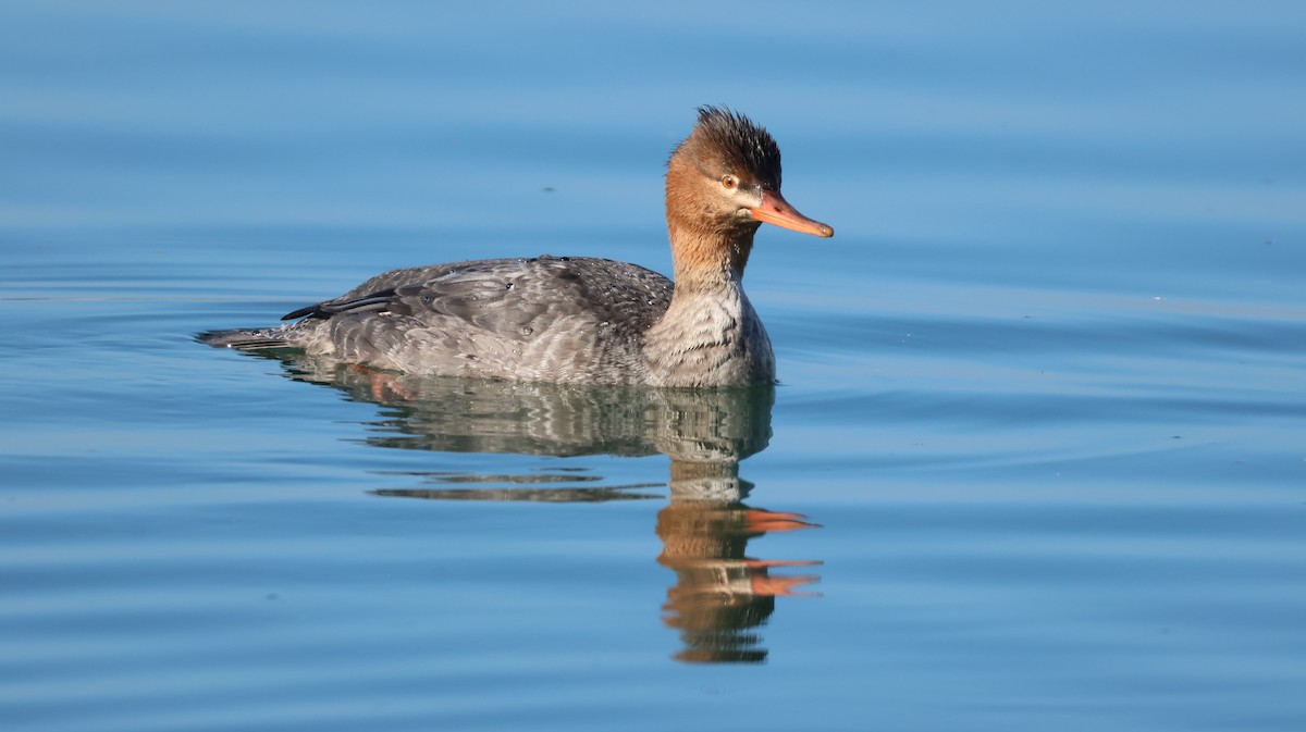 Длинноносый крохаль - ML646385040