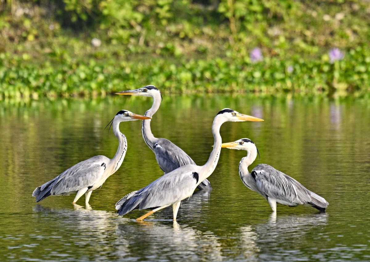 Gri Balıkçıl - ML646385041