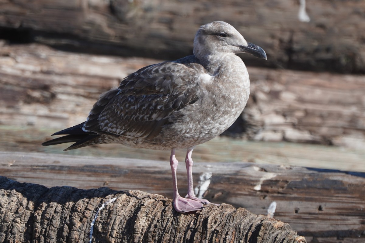 Western Gull - ML646385042