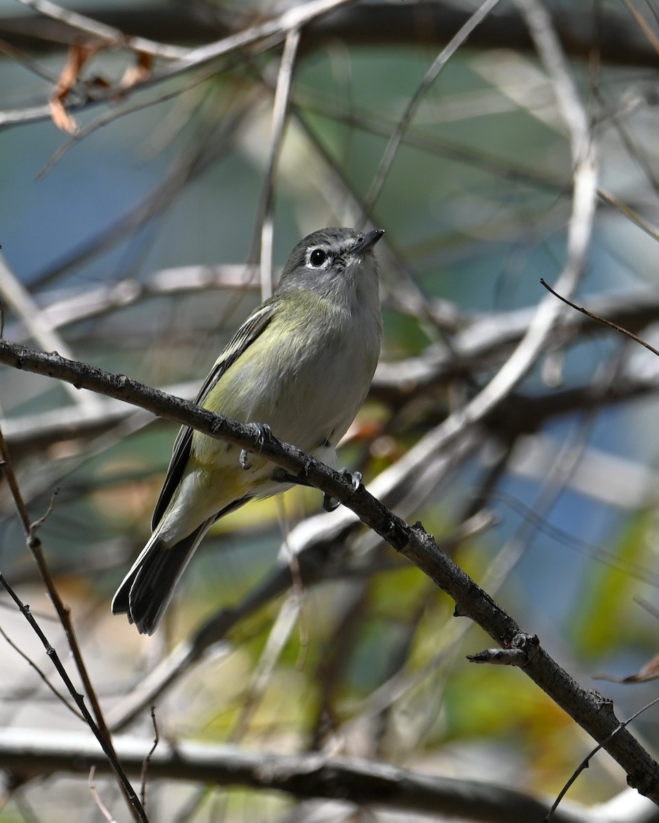 Очковый виреон - ML646385045