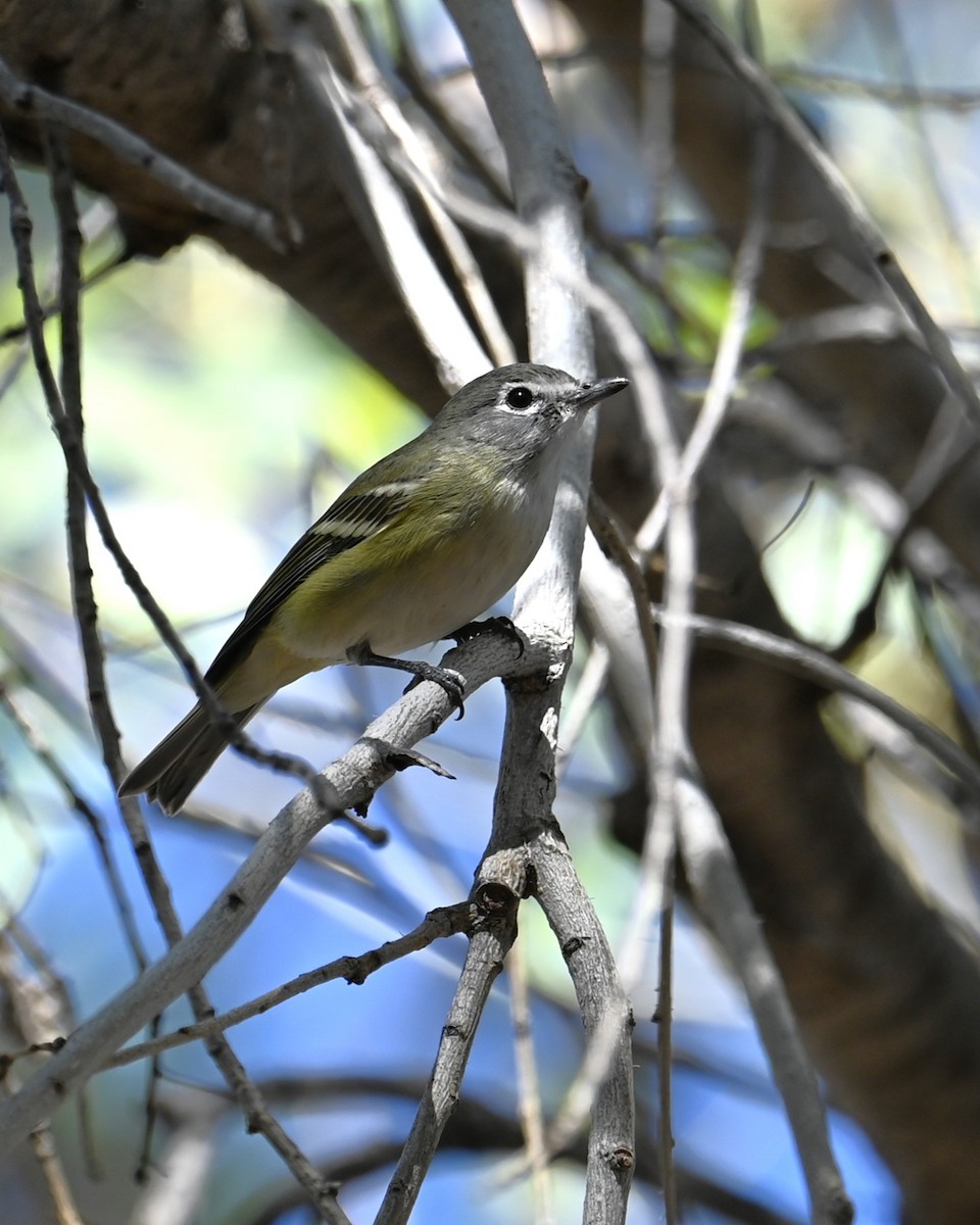 Очковый виреон - ML646385046