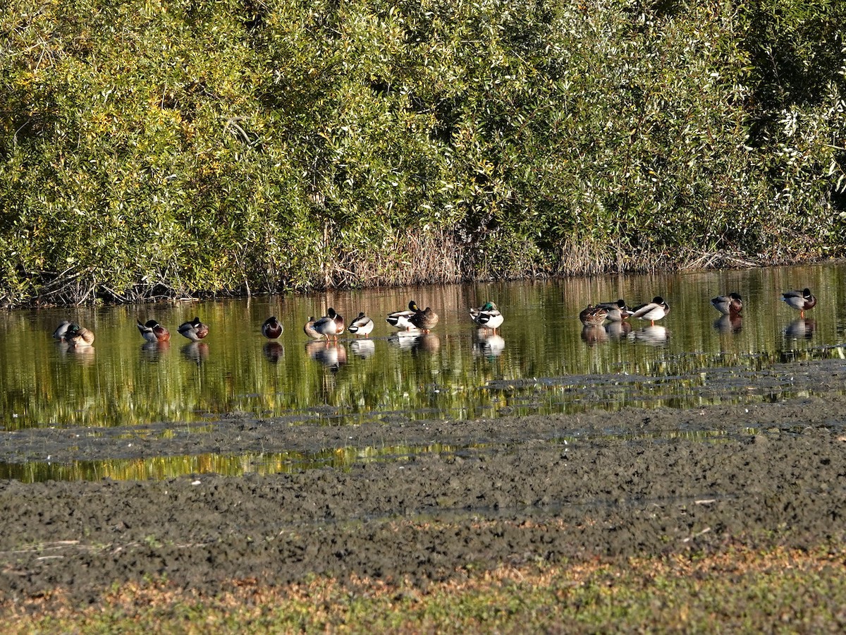 Кряква - ML646385048