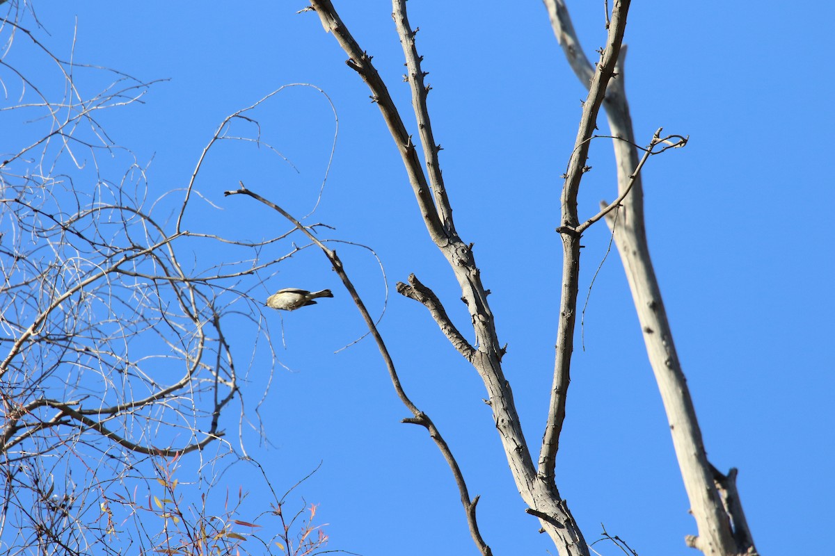 Миртовый певун - ML646385050