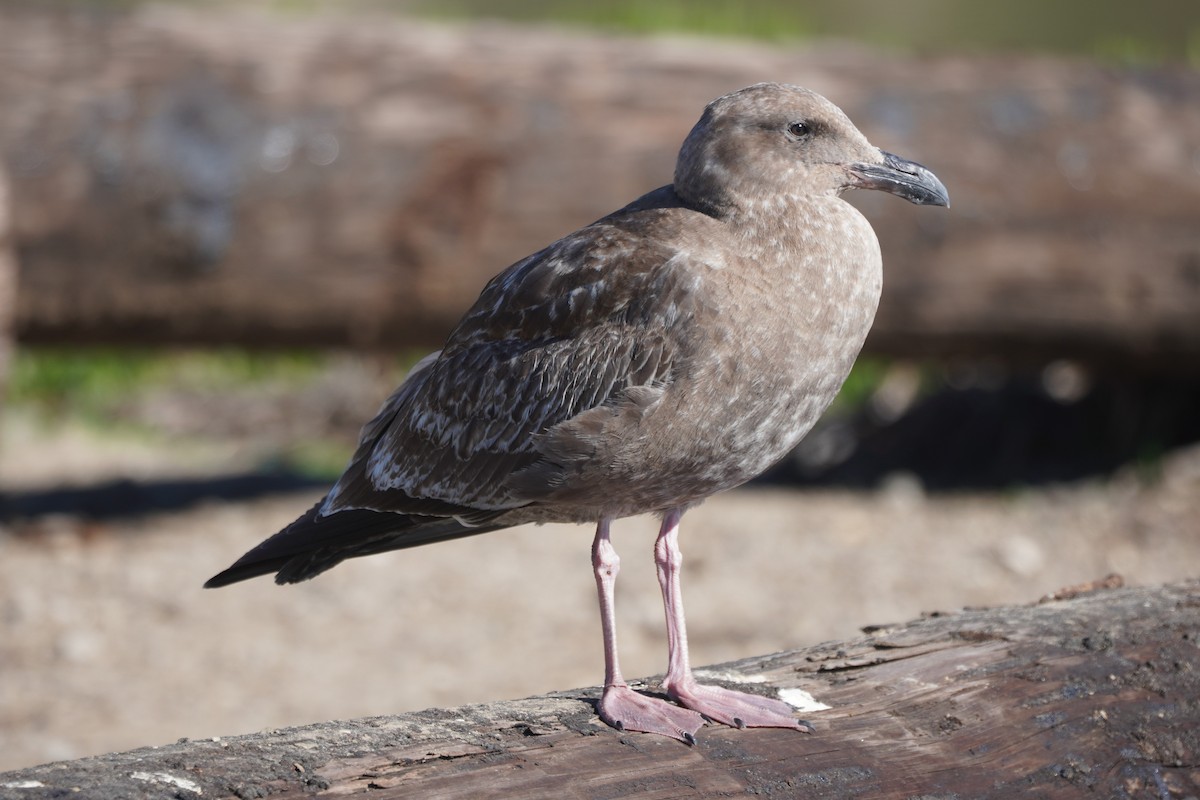 Западная чайка - ML646385051