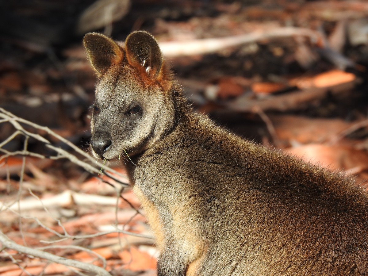 Swamp Wallaby - ML646385054