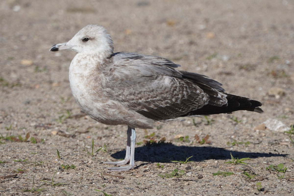 Калифорнийская чайка - ML646385058