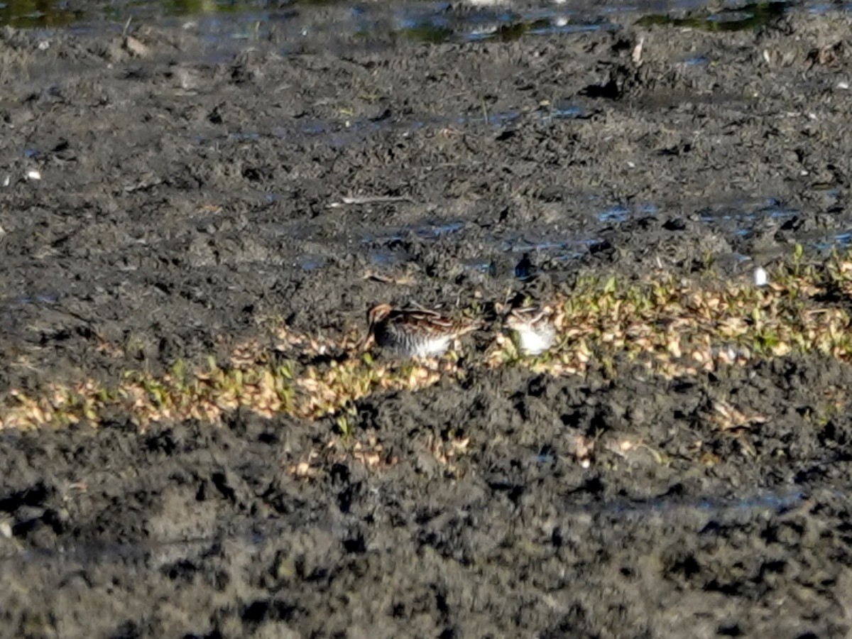 Американский бекас - ML646385059