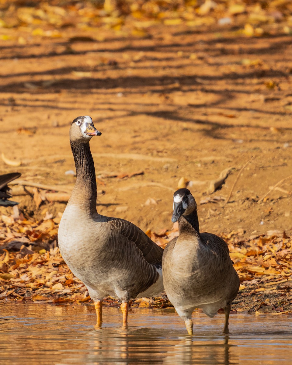 Серый гусь - ML646385060