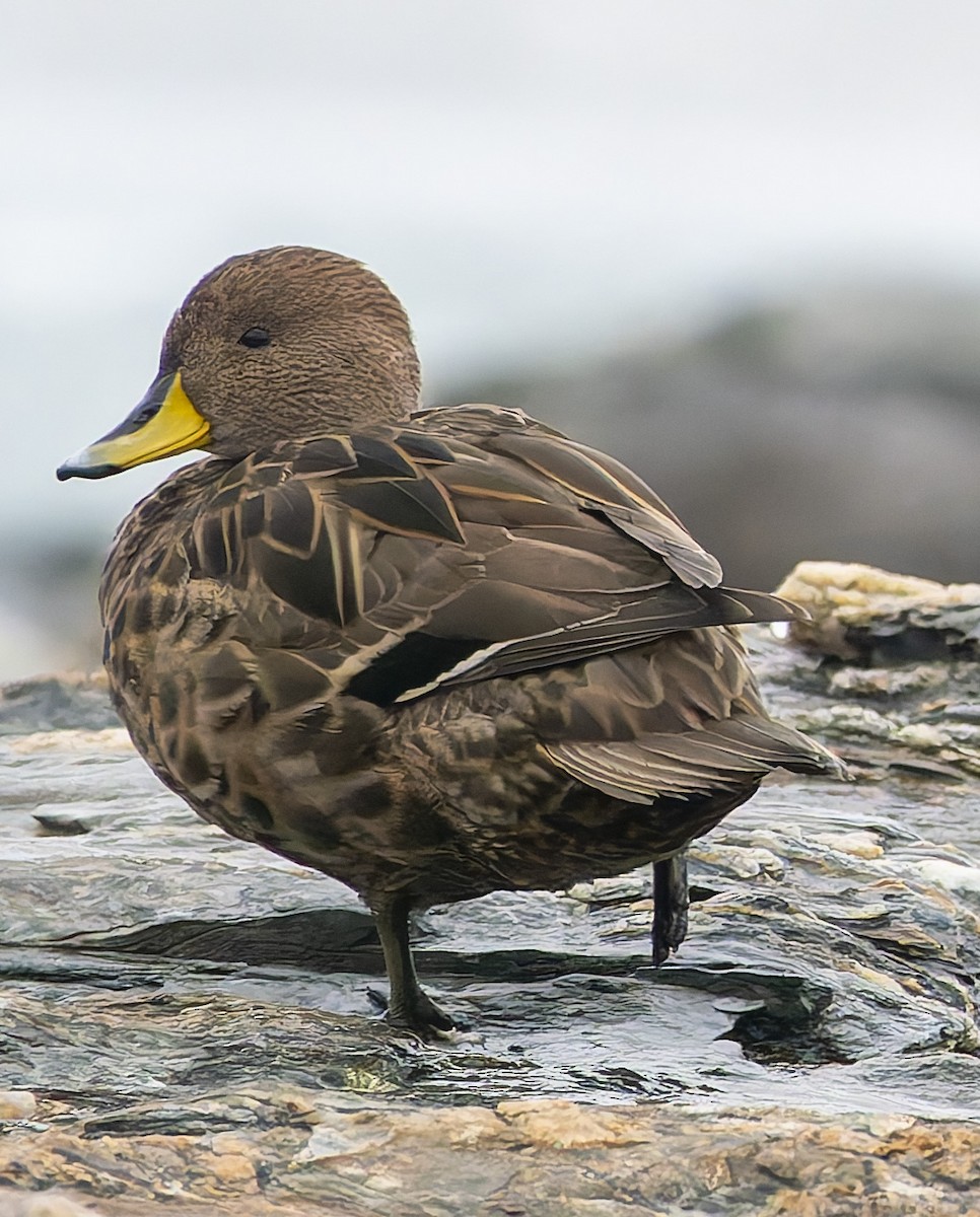 Желтоклювая шилохвость - ML646385061