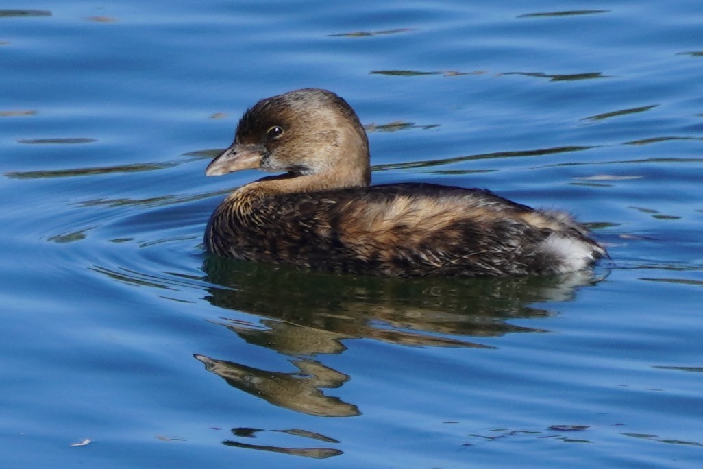 Пестроклювая поганка - ML646385068