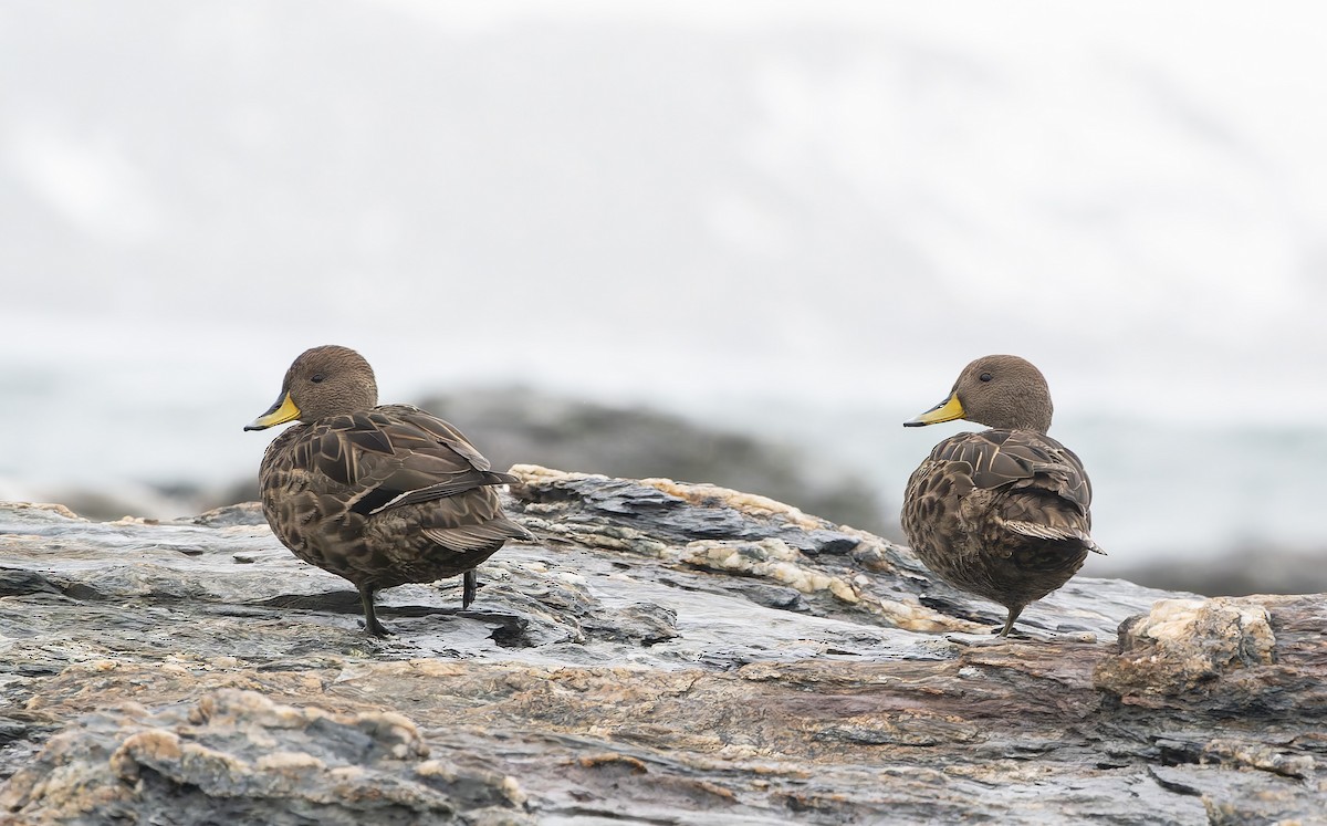 Желтоклювая шилохвость - ML646385069