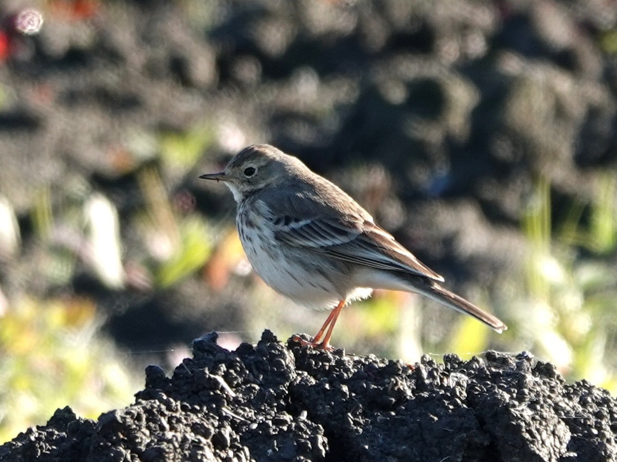 Американский конёк - ML646385070