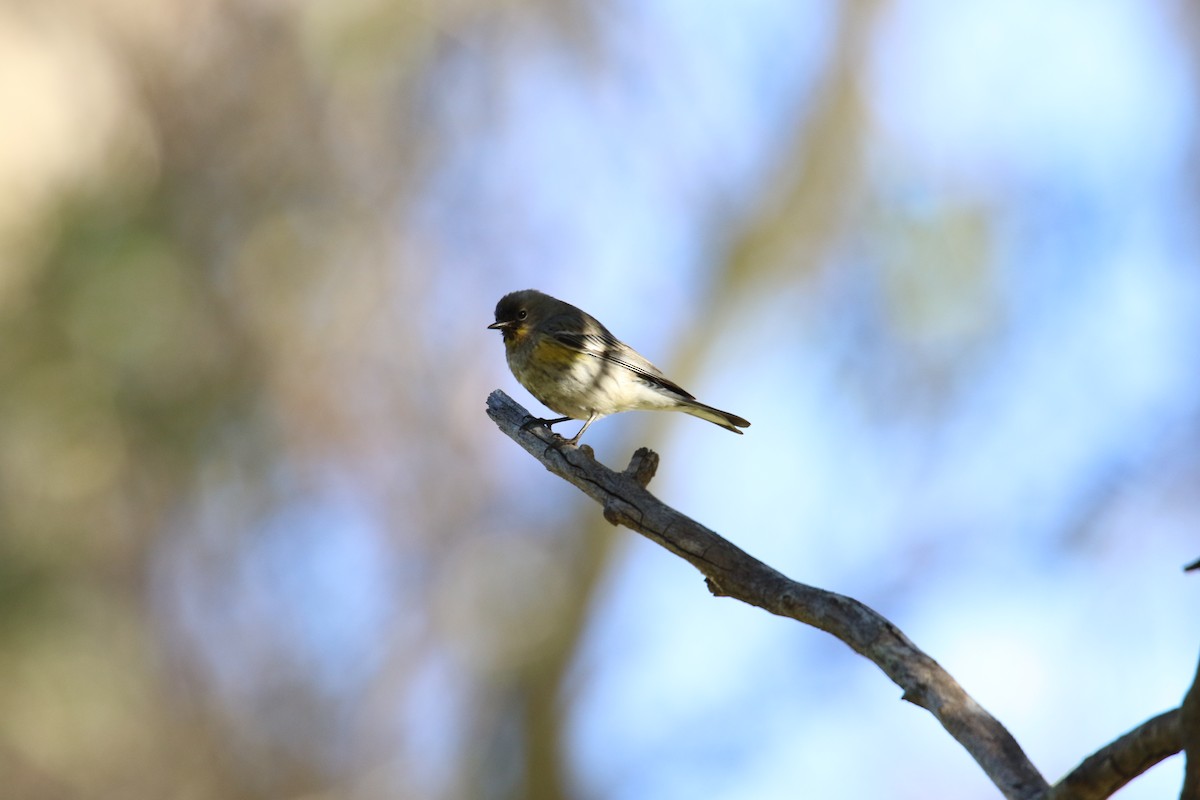 Серый юнко (Орегонский) - ML646385071