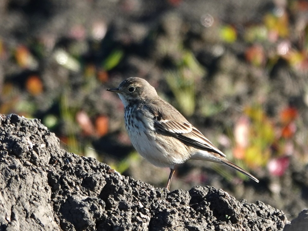 Американский конёк - ML646385072