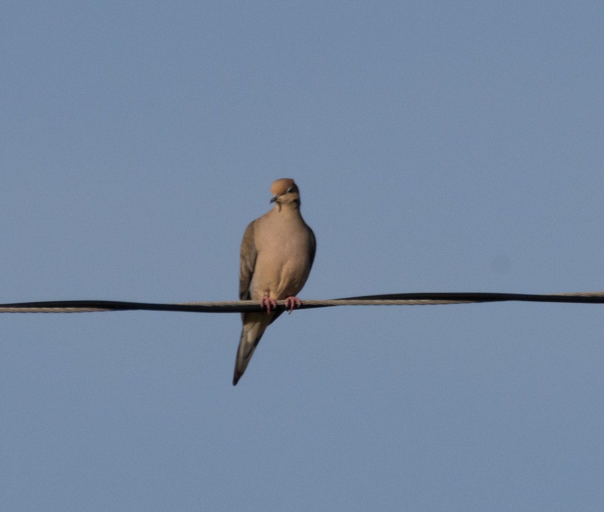 Плачущая горлица - ML646385073