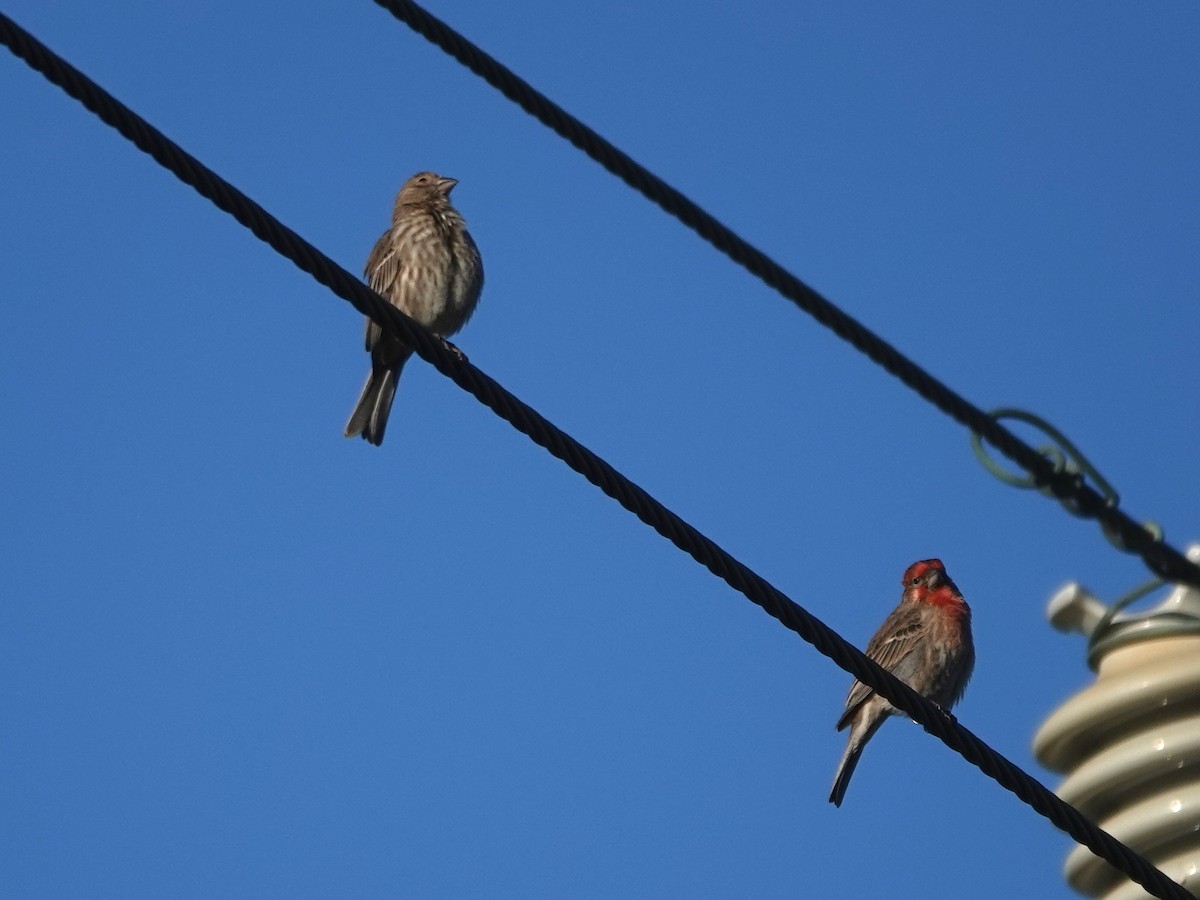 Мексиканская чечевица - ML646385075