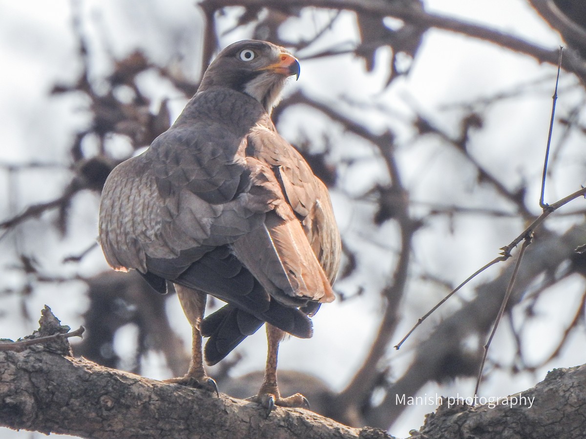 White-eyed Buzzard - ML646385077