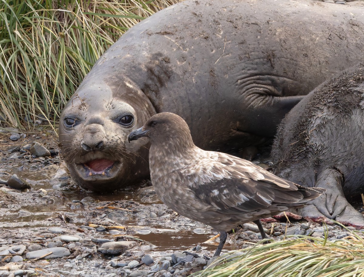 Brown Skua - ML646385079